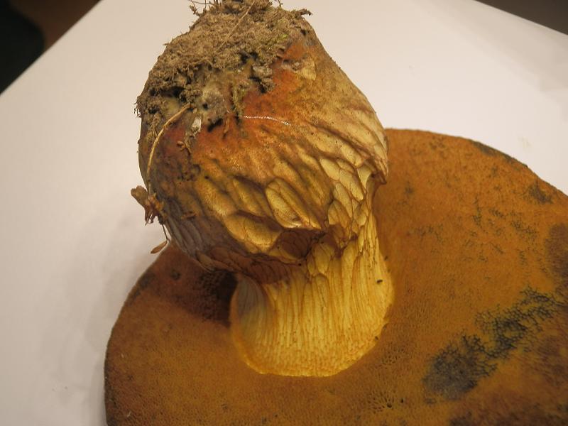 Boletus luridus-8.JPG