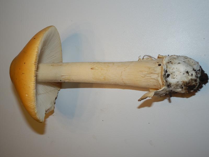 Amanita crocea-1.JPG