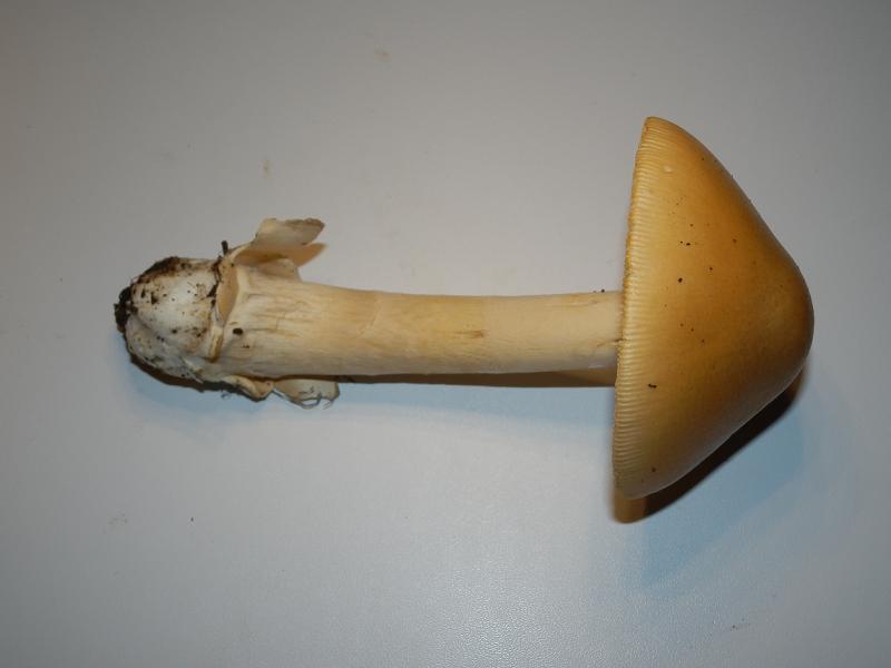 Amanita crocea-2.JPG