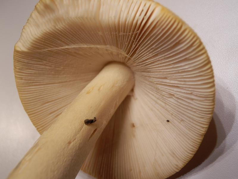 Amanita crocea-3.JPG