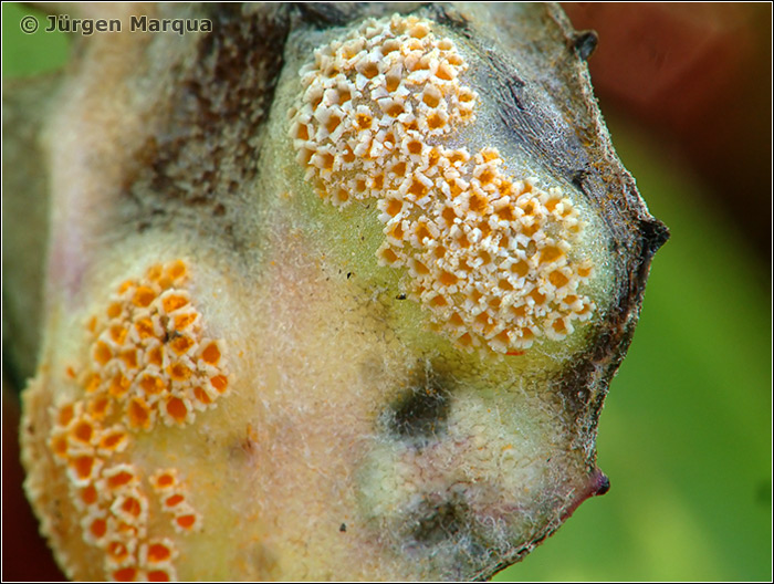 Puccinia-poarum01.jpg