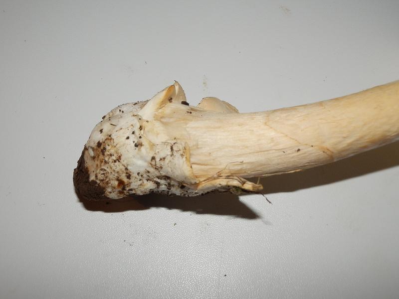 Amanita crocea-5.JPG