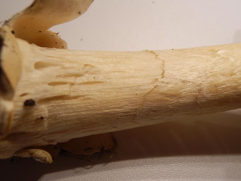 Amanita crocea-6.JPG