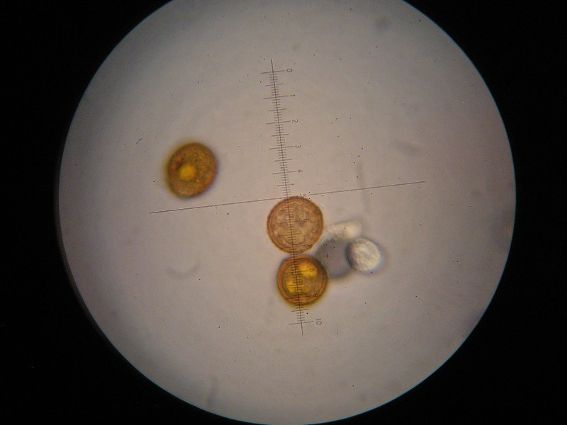 1000er Kaiser(4).JPG