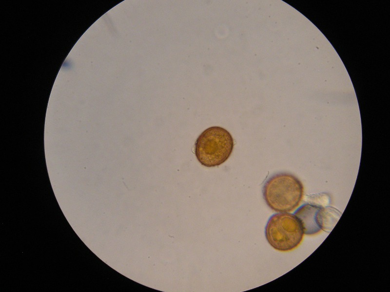 1000er Kaiser(5).JPG