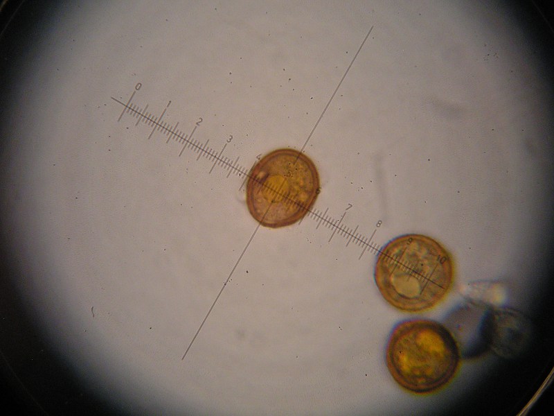 1000er Kaiser(6).JPG