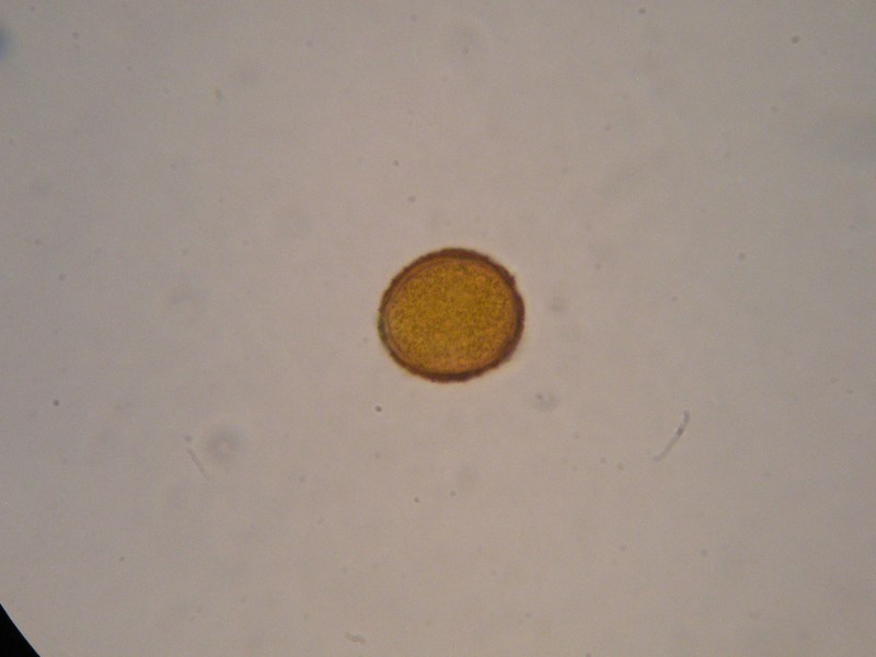 1000er Kaiser(7).JPG