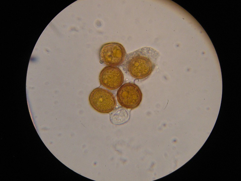 1000er Kaiser(8).JPG