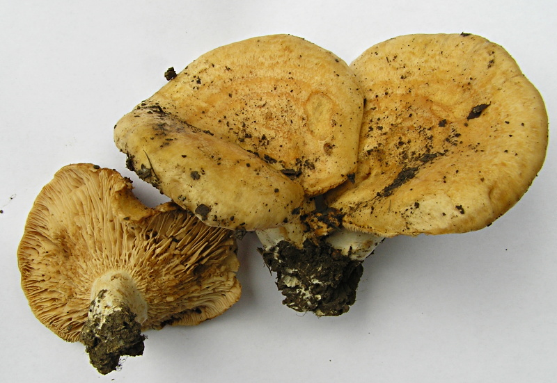 P1010069 - Kopie.JPG