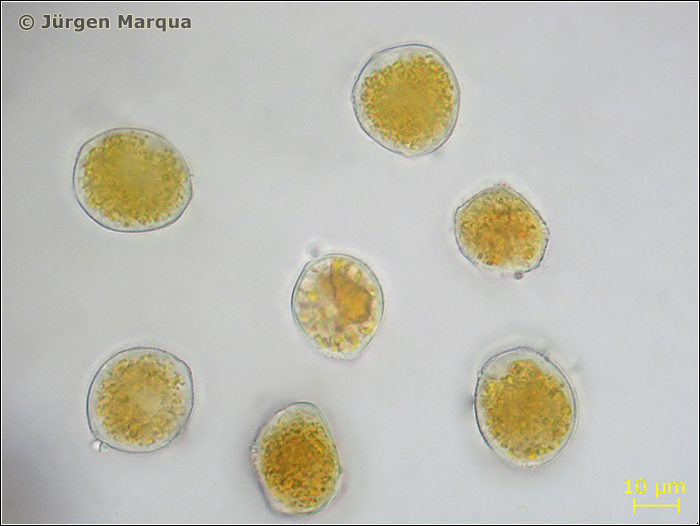 Puccinia-poarum03-spm.jpg