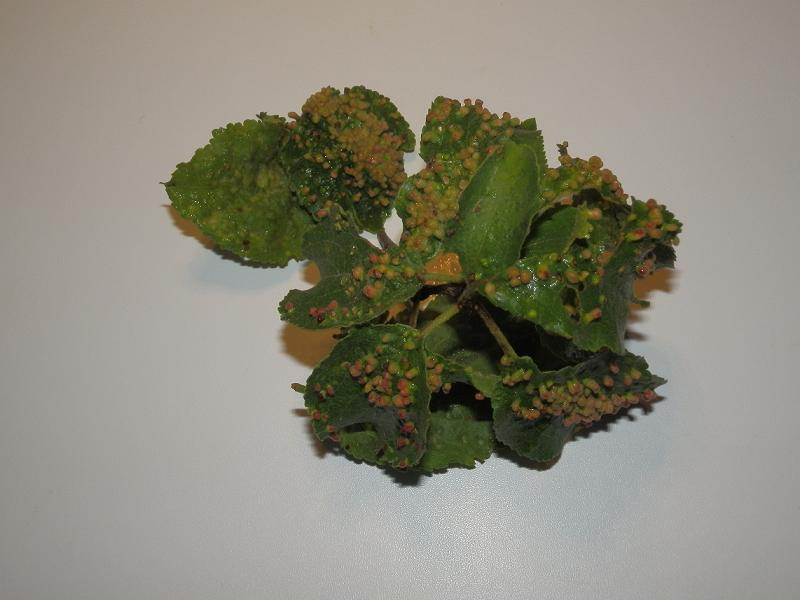 Bilder_03.07.12 089.jpg