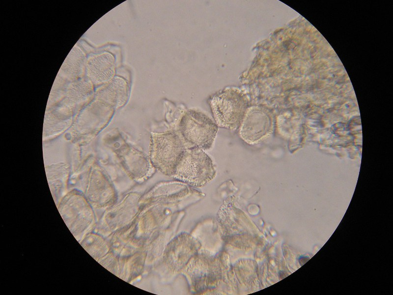 1000er Kaiser (1).JPG