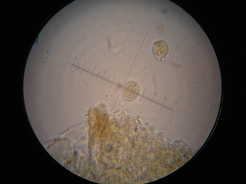 1000er Kaiser (3).JPG