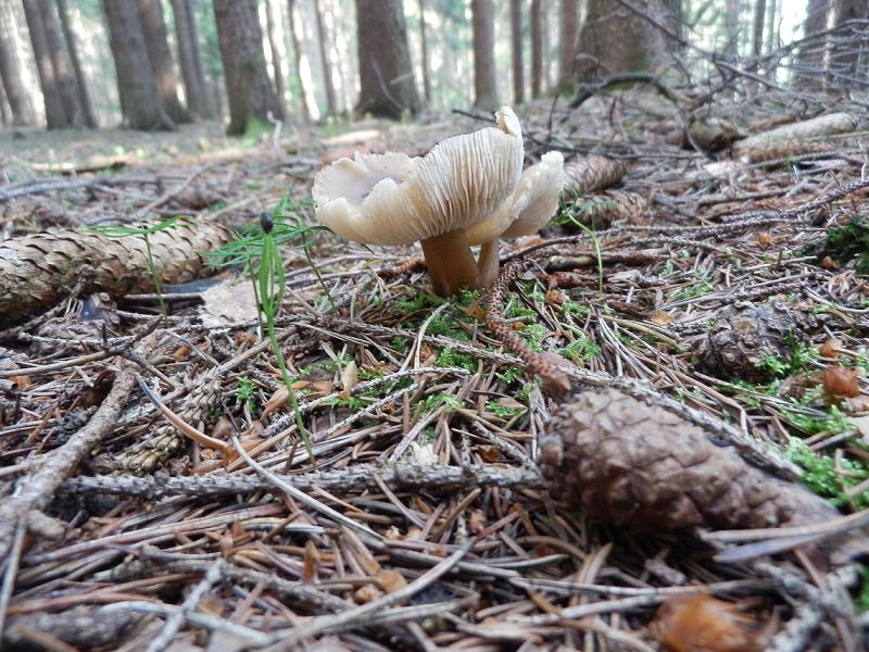 Collybia butyracea-1.JPG