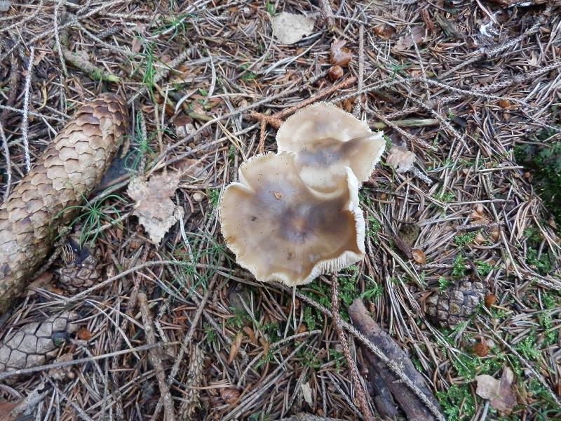 Collybia butyracea-2.JPG