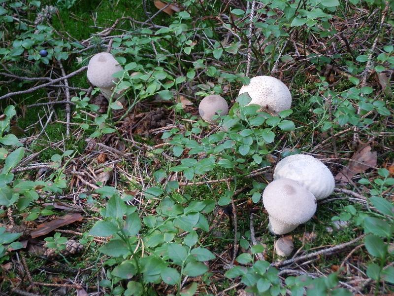 Lycoperdon perlatum-1.JPG