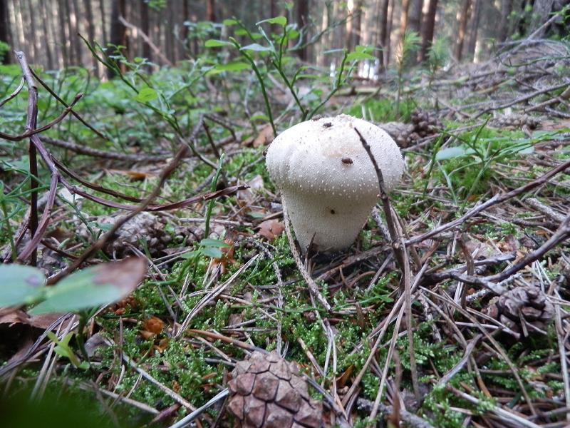 Lycoperdon perlatum-2.JPG