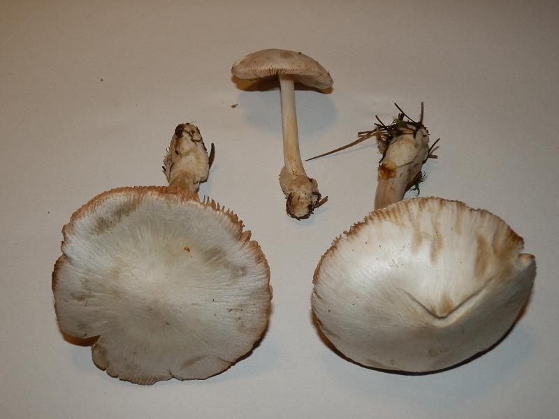 Volvariella sp.-1.JPG