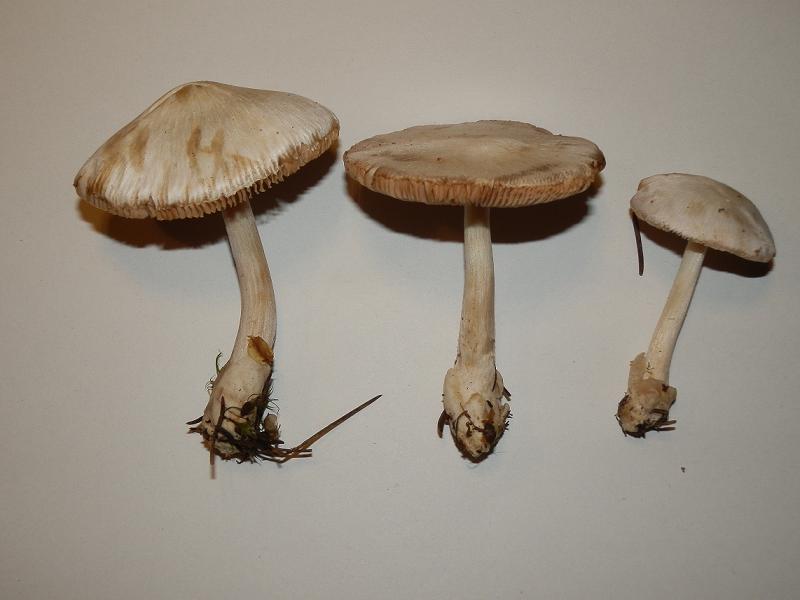 Volvariella sp.-4.JPG