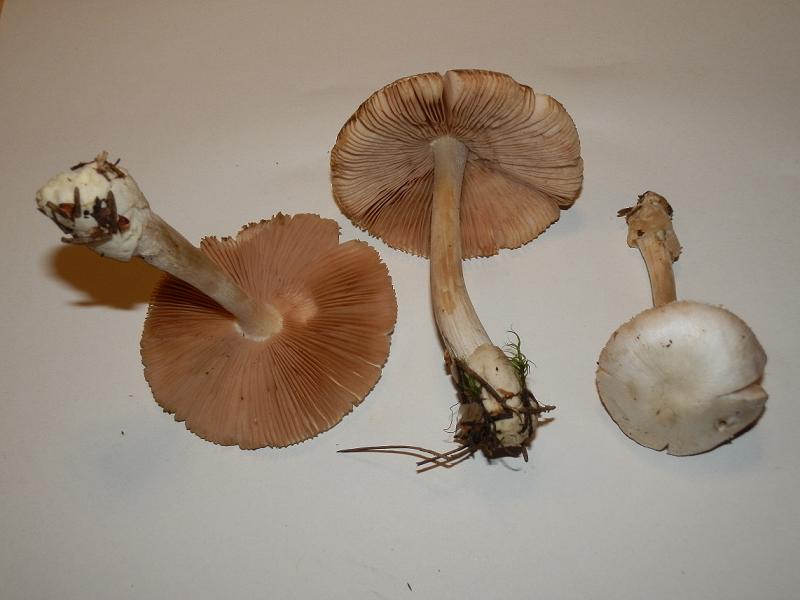 Volvariella sp.-3.JPG