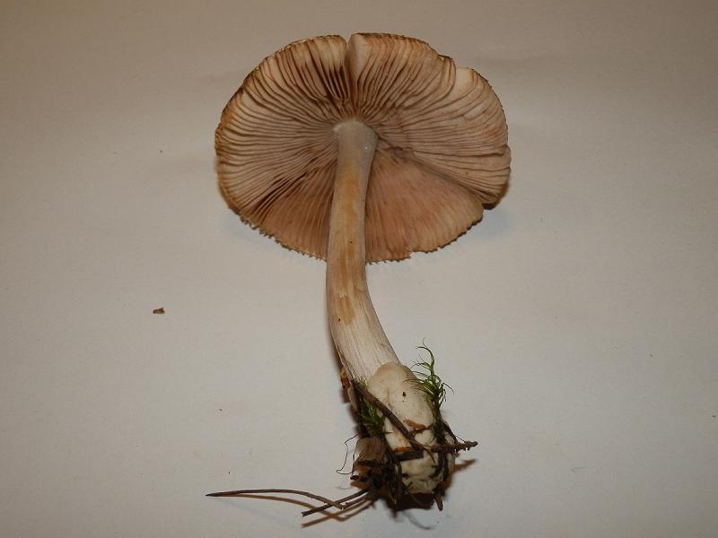 Volvariella sp.-2.JPG