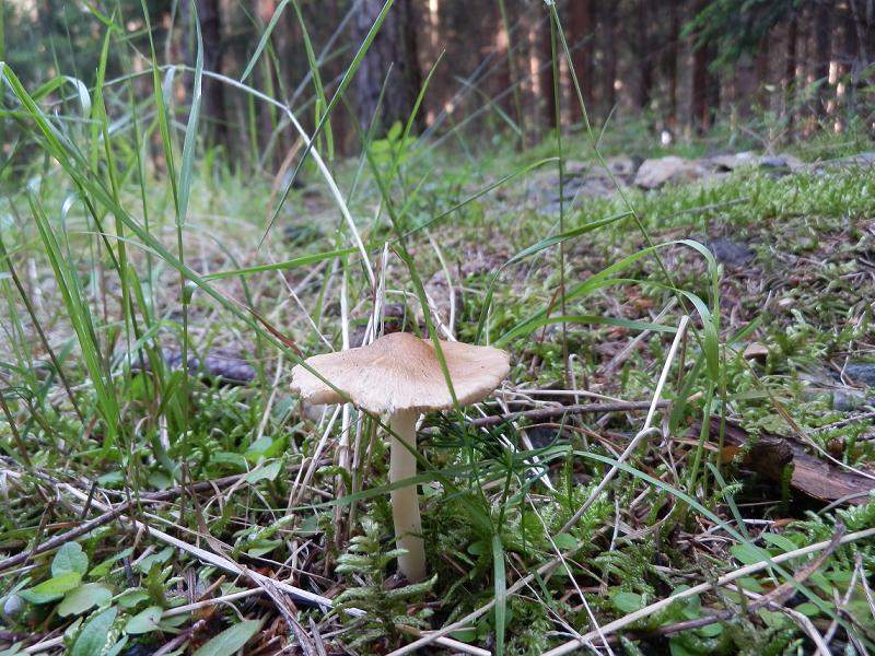 Inocybe sp.-1.JPG