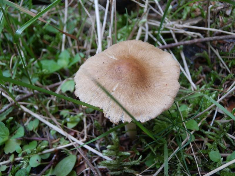 Inocybe sp.-2.JPG