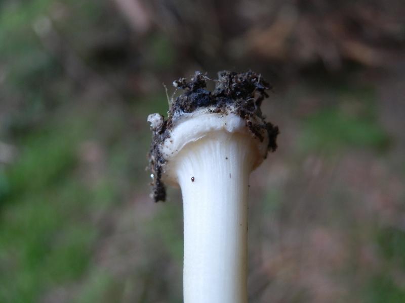 Inocybe sp.-3.JPG