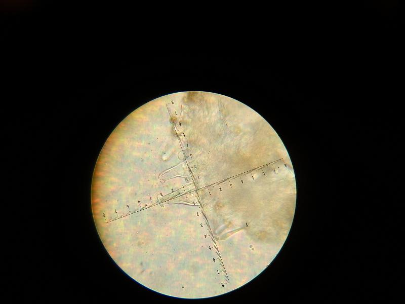 Inocybe sp.-4.JPG
