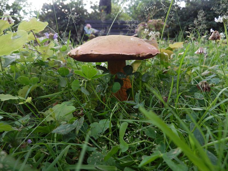Boletus luridus-3a.JPG