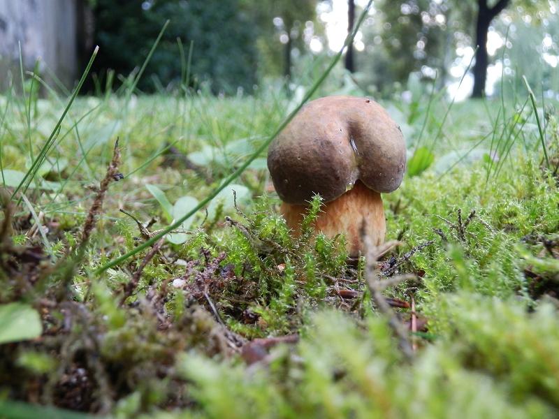 Boletus luridus-1a.JPG