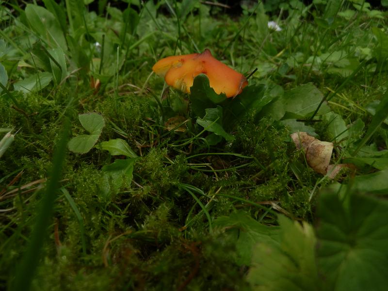 Hygrocybe conica-2.JPG