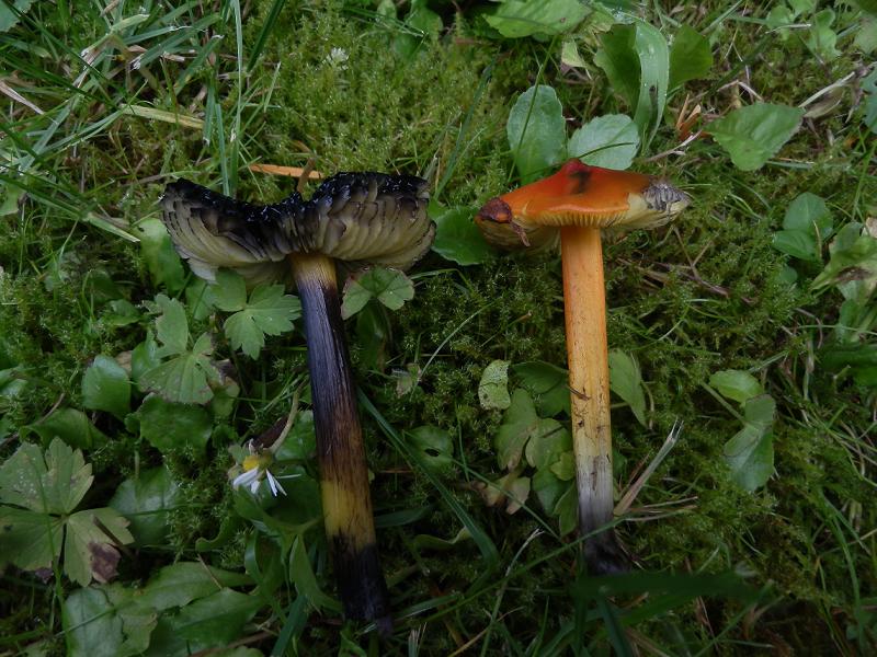 Hygrocybe conica-4.JPG
