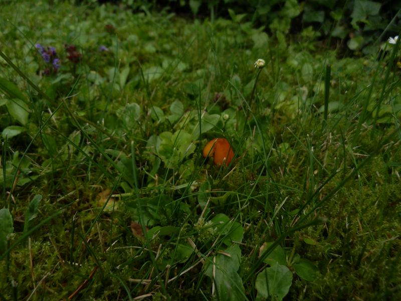 Hygrocybe conica-5.JPG