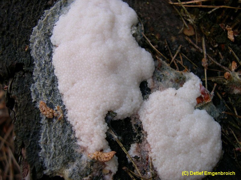 Tubifera ferruginosa-Plasmodium.JPG