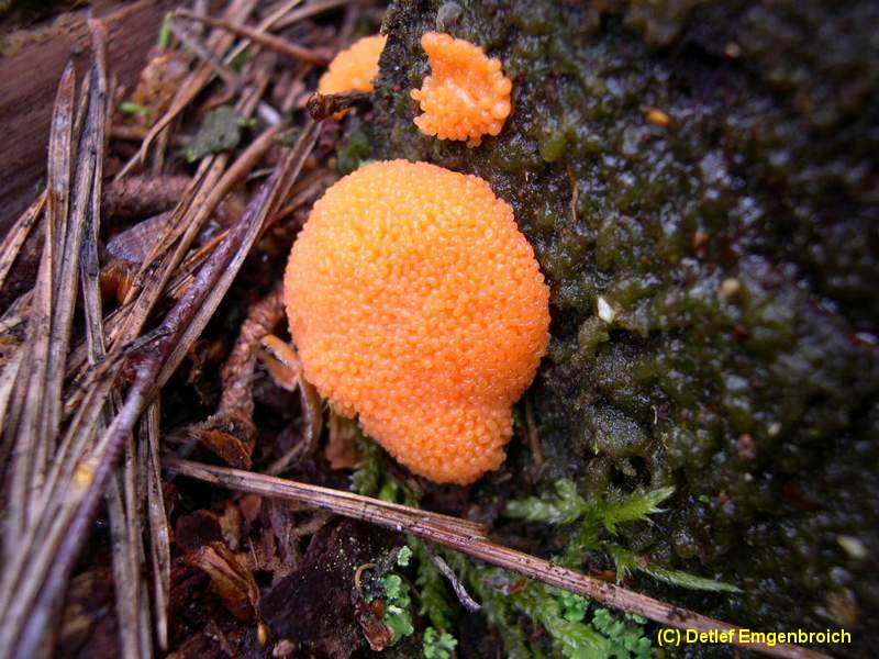 Tubifera ferruginosa-6.2.2.3.3.1b.jpg