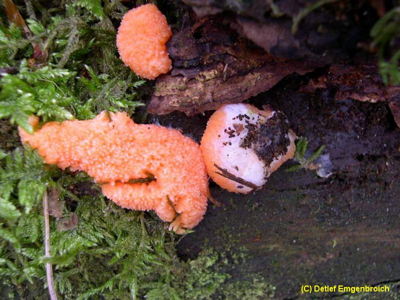 Tubifera ferruginosa-6.2.2.3.3.1c.jpg