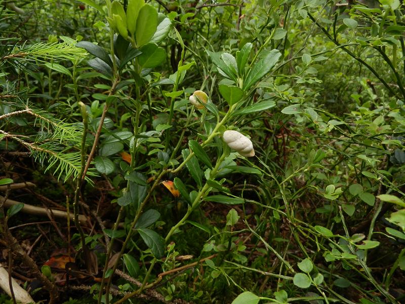 Exobasidium vaccinii-2.jpg