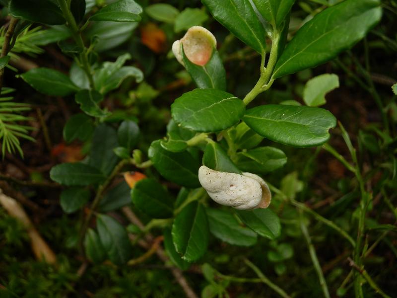 Exobasidium vaccinii-3.jpg