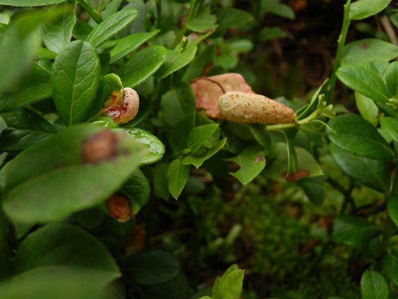 Exobasidium vaccinii-5.jpg