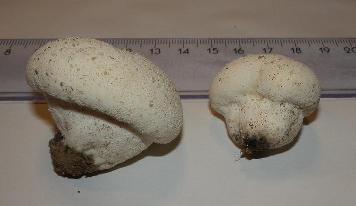 Vascellum pratense-1.JPG