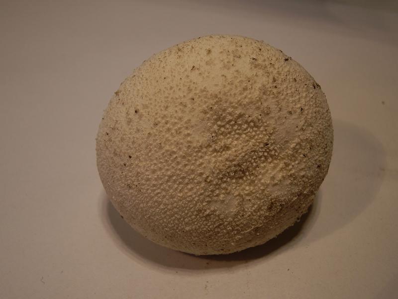 Vascellum pratense-3.JPG