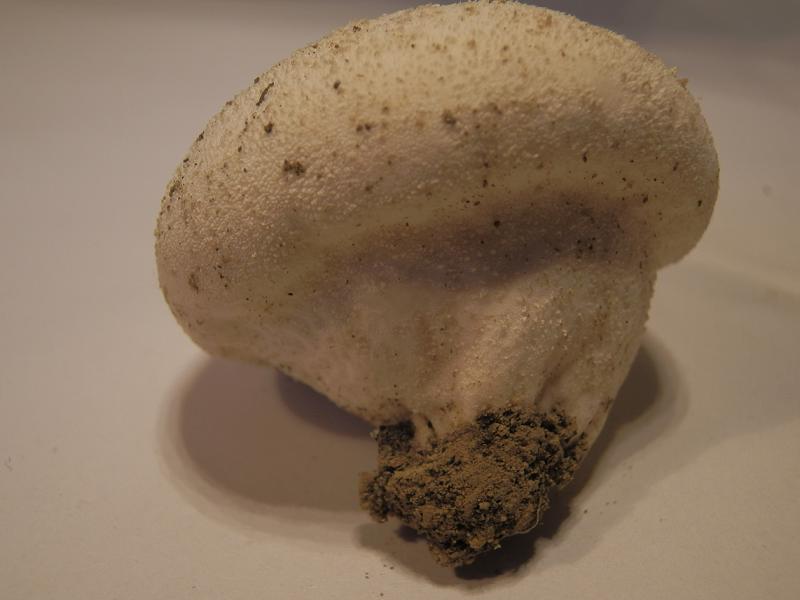 Vascellum pratense-4.JPG