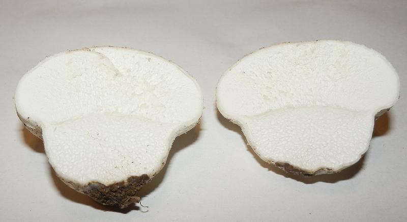 Vascellum pratense-5.JPG