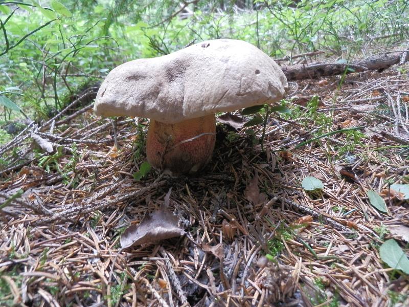 Boletus calopus_a.jpg