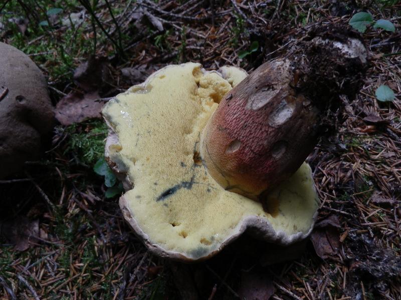 Boletus calopus_b.jpg