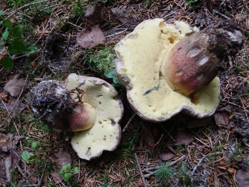 Boletus calopus_c.jpg
