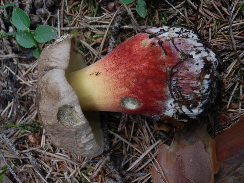 Boletus calopus_d.jpg