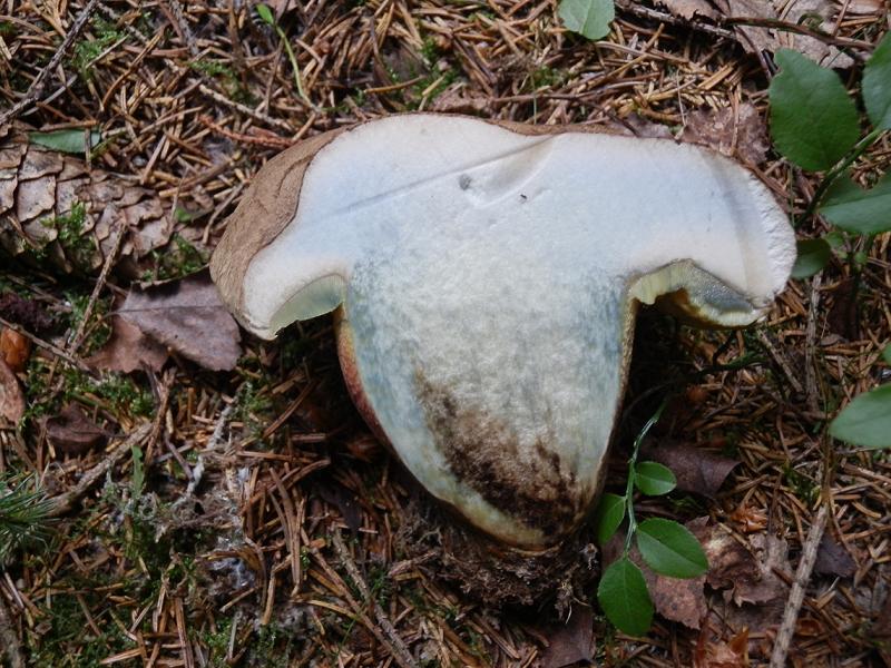 Boletus calopus_e.jpg