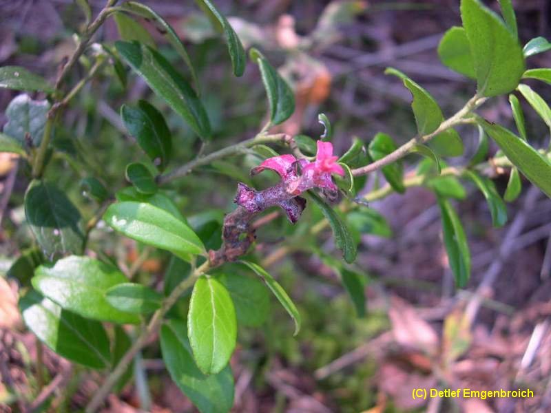 6-Exobasidium vaccinii-1.7.5.3.1.26d.JPG